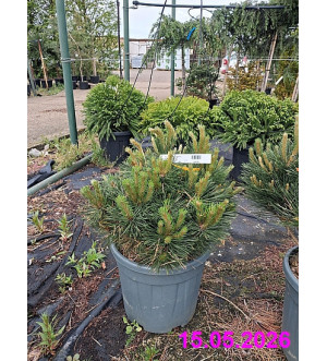 Pinus nigra 'Pierrick Bregeon'® C 18 L